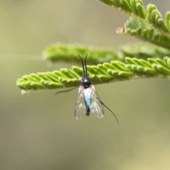 Cecidomyiidae (family) at Mount Ainslie - 3 Nov 2023 05:48 PM