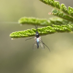 Cecidomyiidae (family) at Mount Ainslie - 3 Nov 2023 05:48 PM