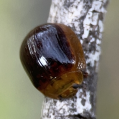 Dicranosterna immaculata (Acacia leaf beetle) at Ainslie, ACT - 3 Nov 2023 by Hejor1