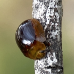 Dicranosterna immaculata at Mount Ainslie - 3 Nov 2023