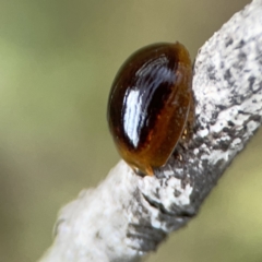 Dicranosterna immaculata at Mount Ainslie - 3 Nov 2023