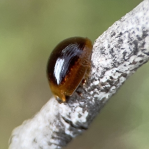 Dicranosterna immaculata at Mount Ainslie - 3 Nov 2023