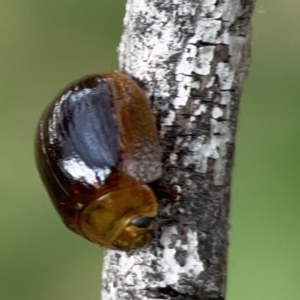 Dicranosterna immaculata at Mount Ainslie - 3 Nov 2023 05:49 PM