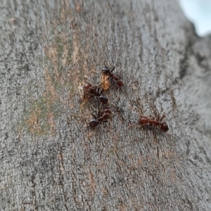 Papyrius sp. (genus) at Symonston, ACT - suppressed