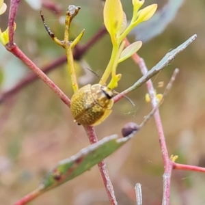 Paropsisterna cloelia at Symonston, ACT - 3 Nov 2023