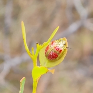 Paropsisterna fastidiosa at Symonston, ACT - 3 Nov 2023