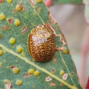 Paropsisterna cloelia at Symonston, ACT - 3 Nov 2023