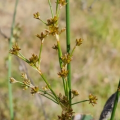 Juncus vaginatus (Clustered Rush) at Symonston, ACT - 3 Nov 2023 by Mike