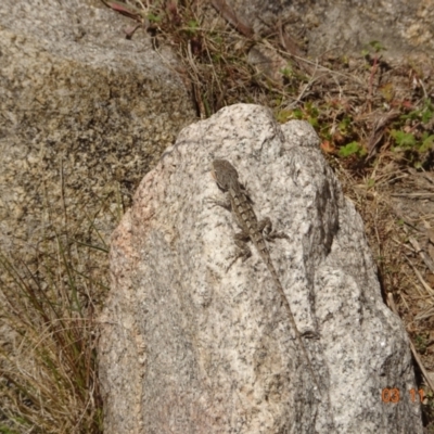 Amphibolurus muricatus (Jacky Lizard) at Rendezvous Creek, ACT - 3 Nov 2023 by GirtsO