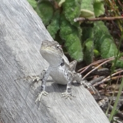 Amphibolurus muricatus (Jacky Lizard) at Rendezvous Creek, ACT - 3 Nov 2023 by GirtsO