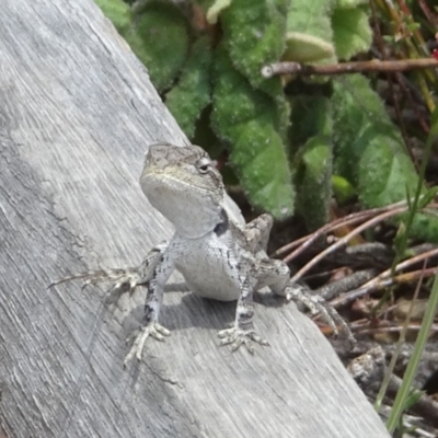 Amphibolurus muricatus (Jacky Lizard) at Namadgi National Park - 3 Nov 2023 by GirtsO