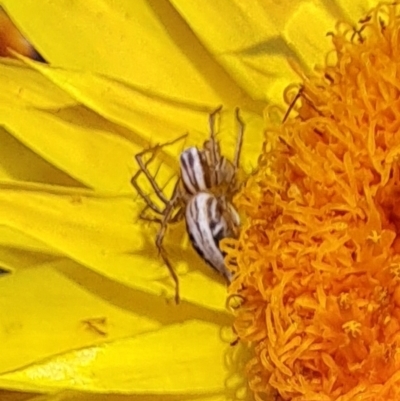 Oxyopes elegans (Elegant Lynx Spider) at Watson, ACT - 2 Nov 2023 by abread111