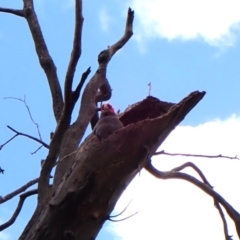 Callocephalon fimbriatum (identifiable birds) (Gang-gang Cockatoo (named birds)) at Belconnen, ACT - 3 Nov 2023 by CathB