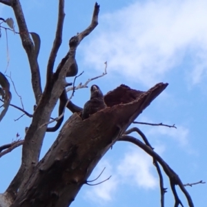 Callocephalon fimbriatum (identifiable birds) at Belconnen, ACT - 3 Nov 2023