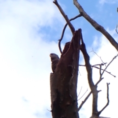 Callocephalon fimbriatum (identifiable birds) at Belconnen, ACT - 3 Nov 2023