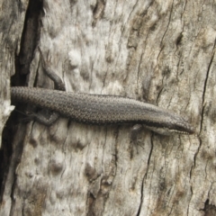 Unidentified Skink at Koondrook, VIC - 28 Oct 2023 by SimoneC