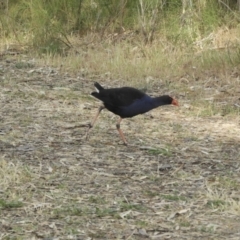 Porphyrio melanotus (Australasian Swamphen) at Koondrook, VIC - 23 Oct 2023 by SimoneC