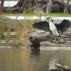 Microcarbo melanoleucos (Little Pied Cormorant) at Koondrook, VIC - 23 Oct 2023 by SimoneC