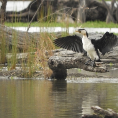 Microcarbo melanoleucos (Little Pied Cormorant) at Koondrook, VIC - 24 Oct 2023 by SimoneC