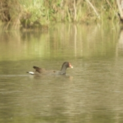 Gallinula tenebrosa (Dusky Moorhen) at Koondrook, VIC - 23 Oct 2023 by SimoneC