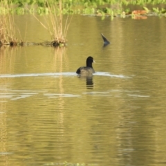 Fulica atra (Eurasian Coot) at Koondrook, VIC - 23 Oct 2023 by SimoneC