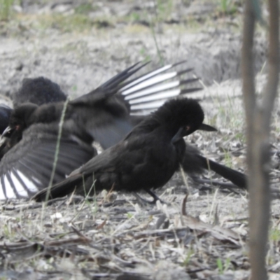 Corcorax melanorhamphos (White-winged Chough) at Koondrook, VIC - 23 Oct 2023 by SimoneC