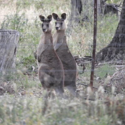 Macropus giganteus (Eastern Grey Kangaroo) at Koondrook, VIC - 23 Oct 2023 by SimoneC