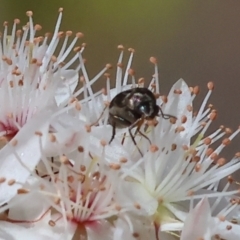 Mordellidae (family) (Unidentified pintail or tumbling flower beetle) at Beechworth, VIC - 28 Oct 2023 by KylieWaldon