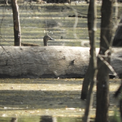 Anas superciliosa (Pacific Black Duck) at Cohuna, VIC - 29 Oct 2023 by SimoneC