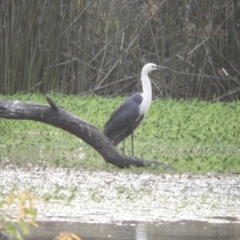 Ardea pacifica (White-necked Heron) at Gannawarra, VIC - 29 Oct 2023 by SimoneC