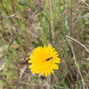 Simosyrphus grandicornis at Kuringa Woodland (CPP) - 21 Oct 2023