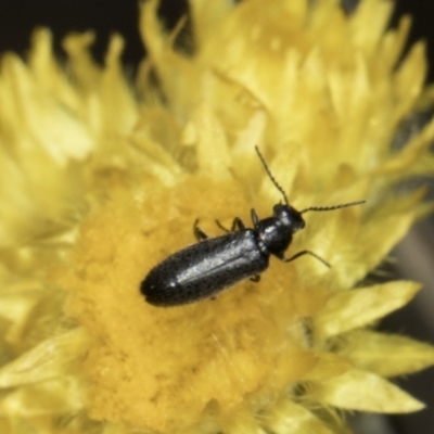 Dasytinae (subfamily) (Soft-winged flower beetle) at Umbagong District Park - 1 Nov 2023 by kasiaaus