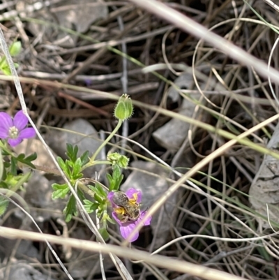 Lasioglossum (Chilalictus) sp. (genus & subgenus) (Halictid bee) at Fraser, ACT - 20 Oct 2023 by mcstone