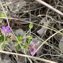 Lasioglossum (Chilalictus) sp. (genus & subgenus) at Fraser, ACT - 21 Oct 2023 10:45 AM