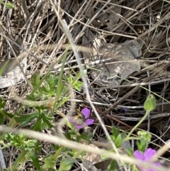 Lasioglossum (Chilalictus) sp. (genus & subgenus) at Fraser, ACT - 21 Oct 2023