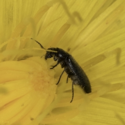 Dasytinae (subfamily) (Soft-winged flower beetle) at Umbagong District Park - 1 Nov 2023 by kasiaaus