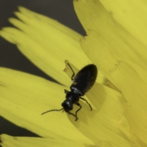 Dasytinae (subfamily) at Latham, ACT - 1 Nov 2023