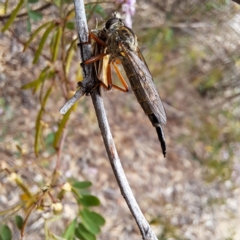 Asilidae sp. (family) at Sth Tablelands Ecosystem Park - 3 Nov 2023 by abread111