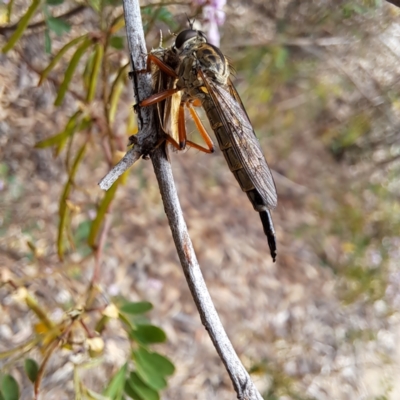 Asilidae sp. (family) at Molonglo Valley, ACT - 3 Nov 2023 by abread111