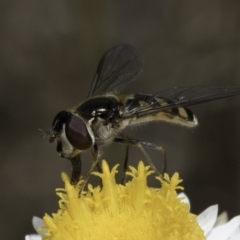 Simosyrphus grandicornis (Common hover fly) at Umbagong District Park - 1 Nov 2023 by kasiaaus