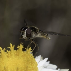 Simosyrphus grandicornis at Blue Devil Grassland, Umbagong Park (BDG) - 1 Nov 2023 12:14 PM