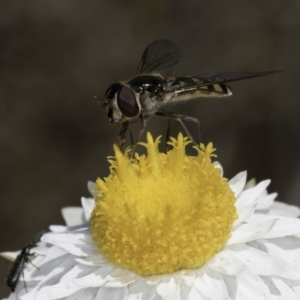 Simosyrphus grandicornis at Blue Devil Grassland, Umbagong Park (BDG) - 1 Nov 2023