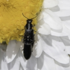 Dasytinae (subfamily) (Soft-winged flower beetle) at Umbagong District Park - 1 Nov 2023 by kasiaaus