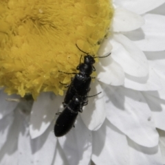 Dasytinae (subfamily) at Latham, ACT - 1 Nov 2023 12:14 PM