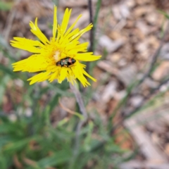 Dicranolaius concinicornis (Melyrid flower beetle) at Molonglo Valley, ACT - 3 Nov 2023 by abread111