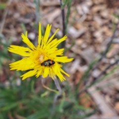 Dicranolaius concinicornis at Molonglo Valley, ACT - 3 Nov 2023 02:30 PM