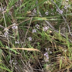 Mentha diemenica (Wild Mint, Slender Mint) at Fraser, ACT - 21 Oct 2023 by mcstone