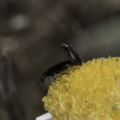 Dasytinae (subfamily) (Soft-winged flower beetle) at Umbagong District Park - 1 Nov 2023 by kasiaaus