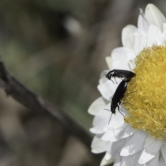 Dasytinae (subfamily) at Latham, ACT - 1 Nov 2023 12:15 PM