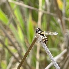 Simosyrphus grandicornis at Kuringa Woodland (CPP) - 21 Oct 2023 10:45 AM